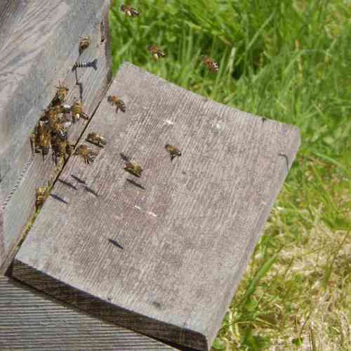 Do Beekeepers Ever Get Stung?