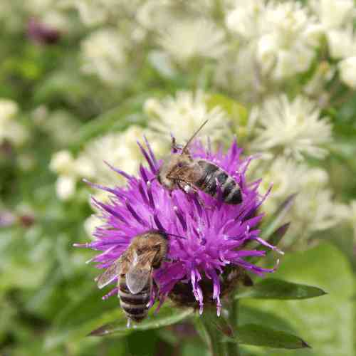 Centaurea nigra - common knapweed with 2 honey bees