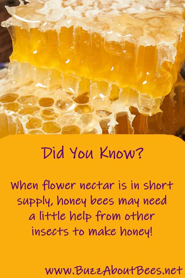 when flower nectar is in short supply honey bees may need a little help from other insects to make honeydew honey
