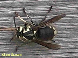 what s the difference between bees and wasps and hornets