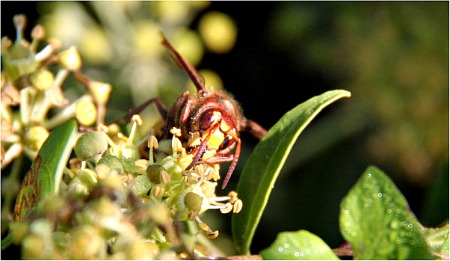 hornet on ivy flower