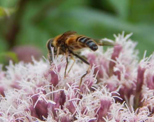 Hover fly on hemp agrimony. Hover fly on hemp agrimony.