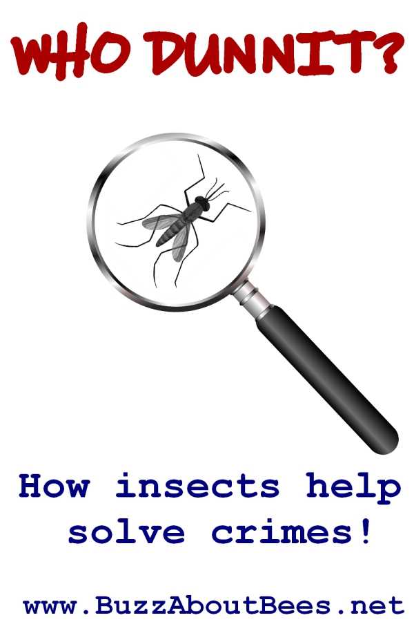 who unnit? how insects help solve crimes with forensic entomology