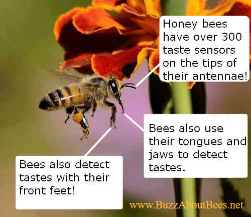 All About Honey Bees