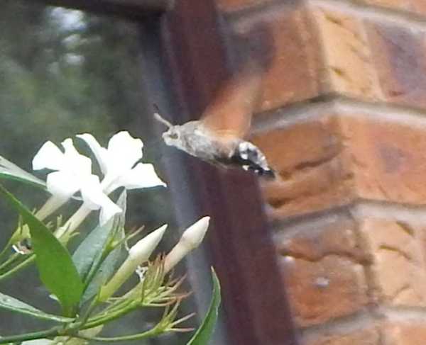 hummingbird hawk-moth, Macroglossum stellatarum visiting white Jasmine flowers, side view hummingbird hawk-moth, Macroglossum stellatarum visiting white Jasmine flowers, side view