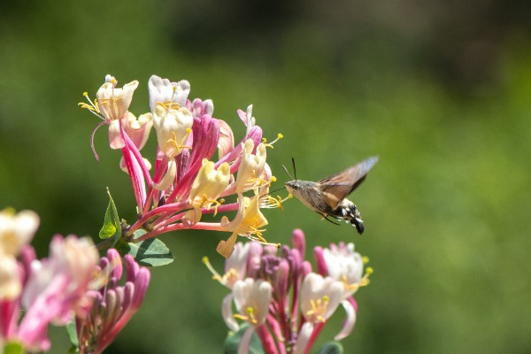 Macroglossum stellatarum visiting honeysuckle Hummingbird Hawk-moth Macroglossum Stellatarum on honeysuckle - Lonicera