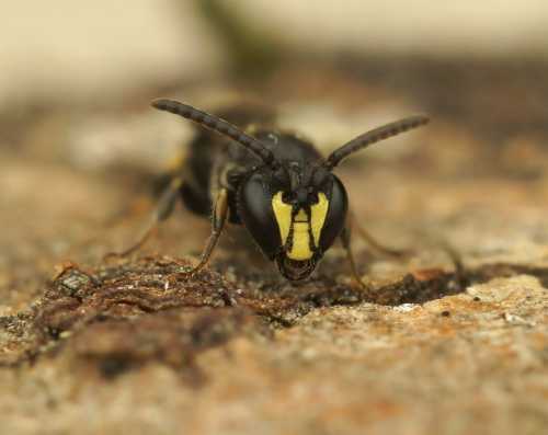Common yellow-face bee Hylaeus communis - the common yellow-face bee (also known as yellow masked bee)