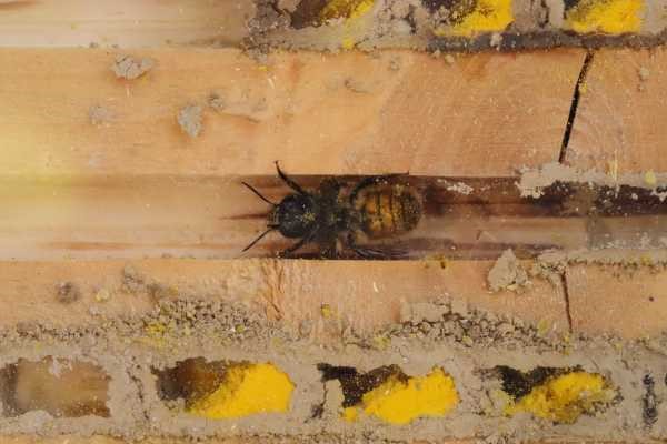 inside a mason bee nest showing the tunnel, egg cells with pollen stores and adult female mason bee
