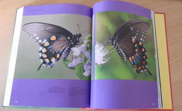 inside The Lives Of Butterflies book inside The Lives Of Butterflies book