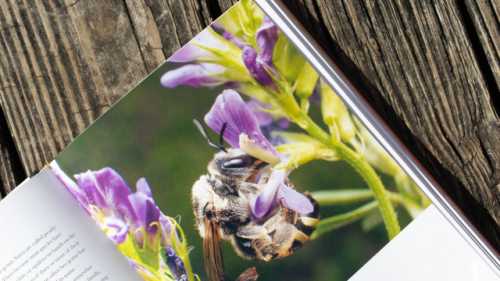 pages inside Bees Of The World book by Packer pages inside Bees Of The World book by Packer