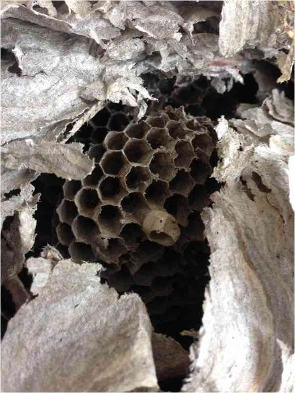 the inside of a wasp nest, exposing greyish colored hexagon shaped nest cells