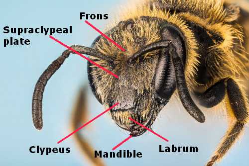 labelled photo of a bee face close up labelled photo of a bee face close up