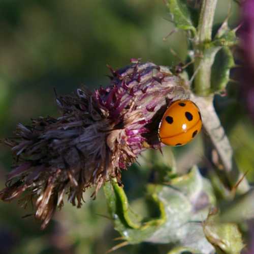 Why Are Invertebrates Important? 6 Reasons We Can't Do Without Them! Why Are Invertebrates Important? 6 Reasons We Can't Do Without Them!
