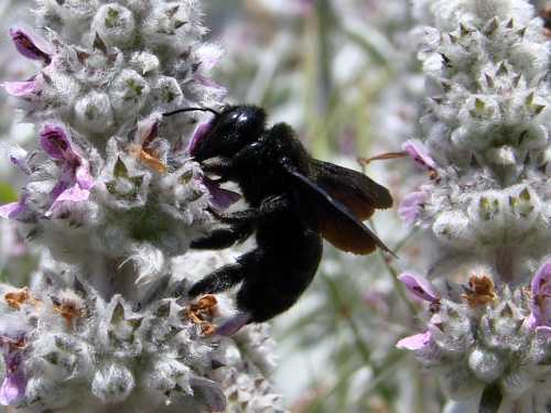 Big Black Bee - Bumblebee vs Carpenter Bee