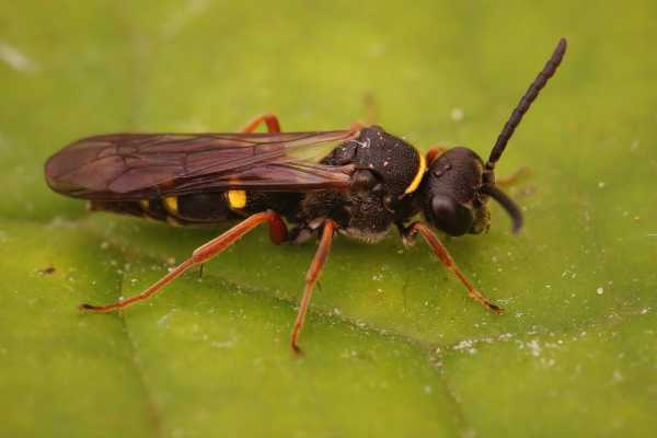 Nysson spinosus Closeup on the large spurred digger wasp, Nysson spinosus is a species of cleptoparasitic wasp of the family Crabronidae