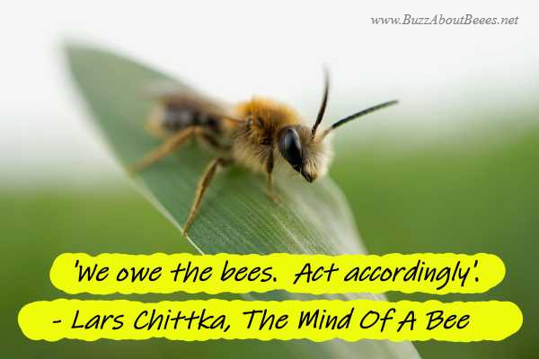 'We owe the bees.  Act accordingly'. quote from Lars Chittka, The Mind Of A Bee 