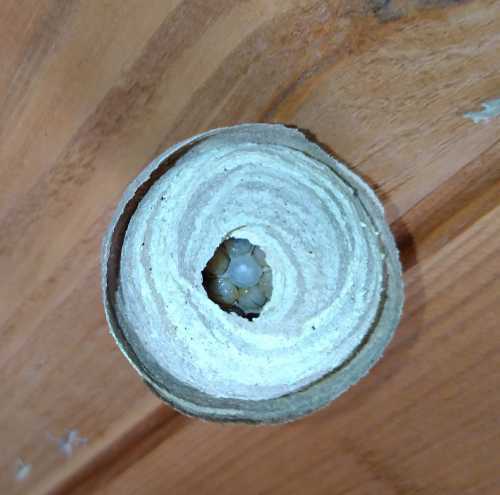 inside a wasp nest showing larval cells inside a wasp nest showing larval cells