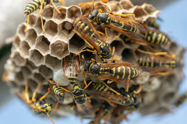 inside nest of German wasp Vespula germanica larvae visible inside nest of German wasp Vespula germanica