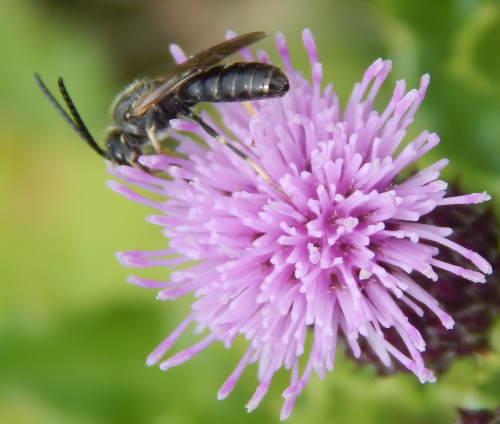 a chalk furrow bee - a dark bee, with long antennae and slender body, with a comparatively long abdomen, on a lilac colored knapweed flower. a chalk furrow bee - a dark bee, with long antennae and slender body, with a comparatively long abdomen, on a lilac colored knapweed flower.