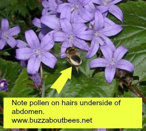 Abeja cortadora de hojas recoge el polen en un cepillo de polen en la parte inferior del abdomen.