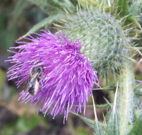 Leafcutter bee on spear thistle Leafcutter bee on spear thistle