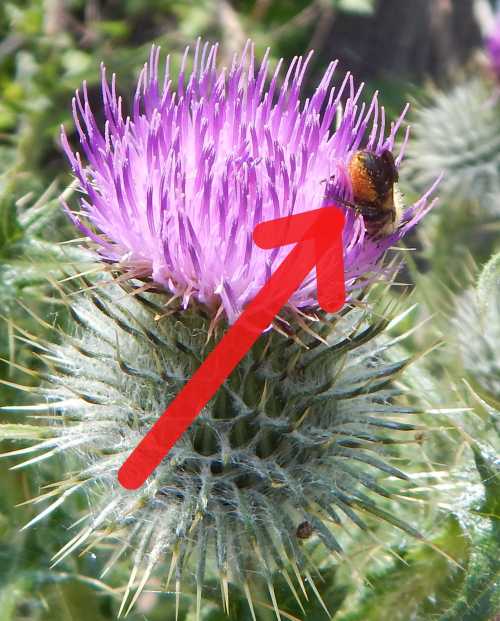 Here the actual colour of the pollen brush hairs are clearly seen.  However, some species have paler or darker pollen brush hairs. Another leafcutter bee foraging and exposing its pollen brush - this time an orangey ginger color.