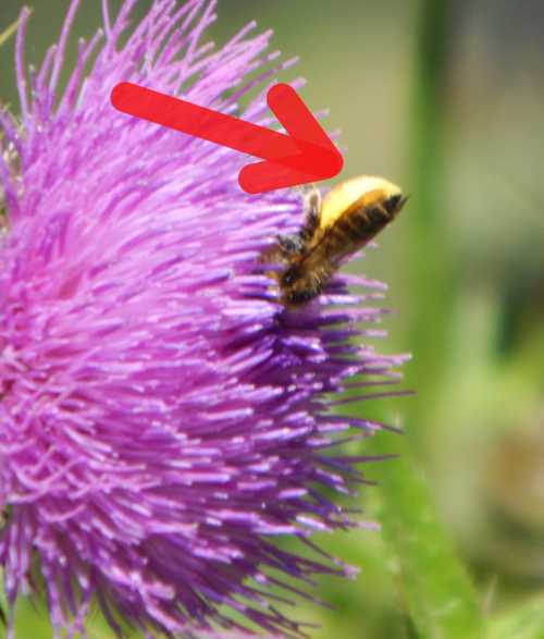 Sometimes the pollen brush of the leafcutter bee is easily visible when the bee abdomen is raised in the air whilst the bee forages on flowers. A leafcutter bee with its abdomen raised as it forages on purple thistle flower.  The creamy colored pollen brush is easily visible on the abdomen.