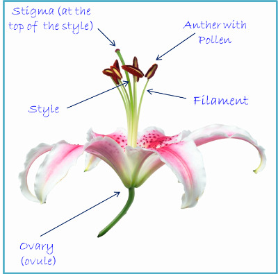 flower pollen diagram