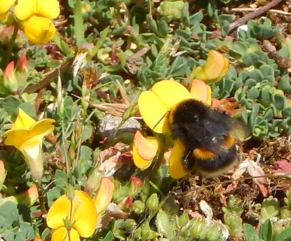 bumble bee Bombus terrestris  on yellow birdsfoot trefoil flower bumble bee Bombus terrestris  on yellow birdsfoot trefoil flower