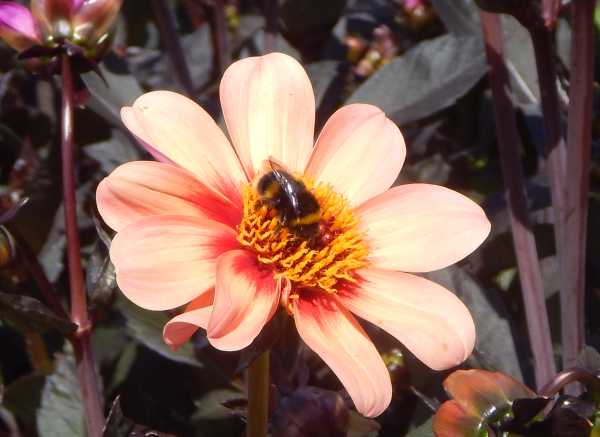 lovely bumble bee foraging on a peach dahlia lovely bumble bee foraging on a peach dahlia