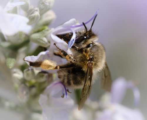 Probably <i>Macopis</i> bee foraging on Rosemary Bee, probably Macropis species foraging on pale lilac Rosemary flower