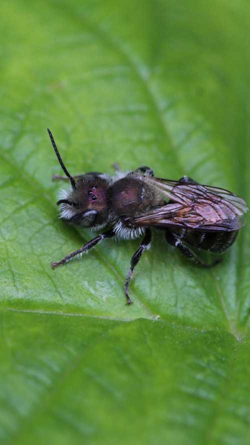 blue mason bee Osmia caerulescens male 