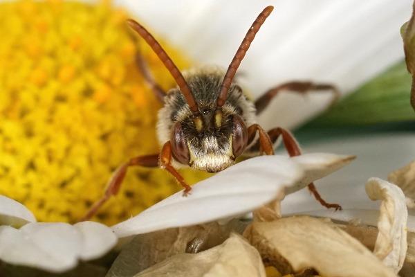 male Lathbury's nomad bee Closeup showing the face of a male Lathbury's nomad bee, Nomada lathburiana sitting on a common daisy, Bellis perrennis