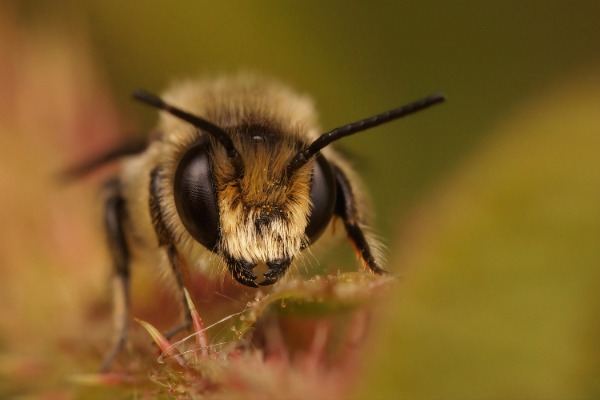 male Patchwork leafcutter bee, Megachile centuncularis showing close up of face male Patchwork leafcutter bee, Megachile centuncularis showing close up of face