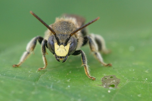 Close up with good view of the face of a male Yellow Loosestrife Bee, Macropis Europaea Close up with good view of the face of a male Yellow Loosestrife Bee, Macropis Europaea