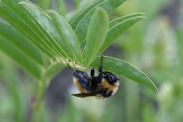 Bumble bee sleeping Male Bombus bumble bee sleeping on the underside of a leaf stem
