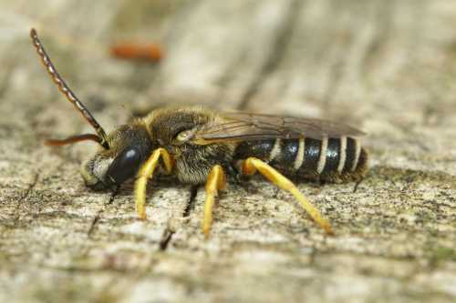 male great banded furrow bee Halictus scabiosae  resting on wood, side view. male great banded furrow bee Halictus scabiosae  resting on wood, side view.