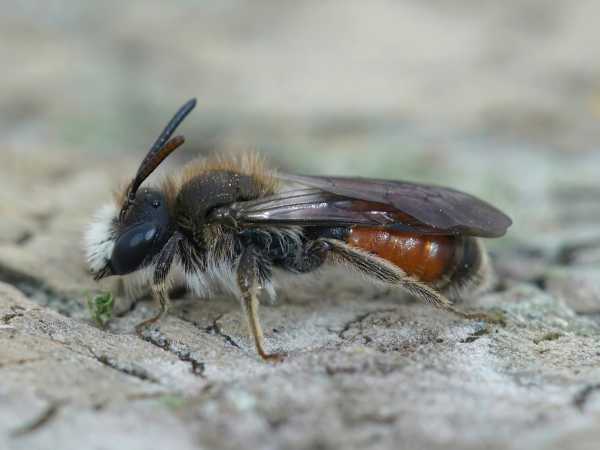 Red girdled mining bee Andrena labiata male, side view