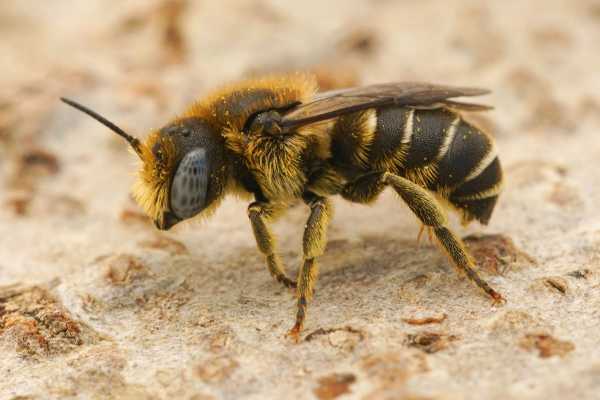 Macro shot of a male spined mason bee, Osmia spinulosa, side view Macro shot of a male spined mason bee, Osmia spinulosa, side view