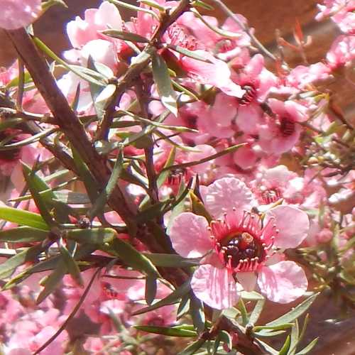 highcompress_manukashrub.png highcompress_manukashrub.png