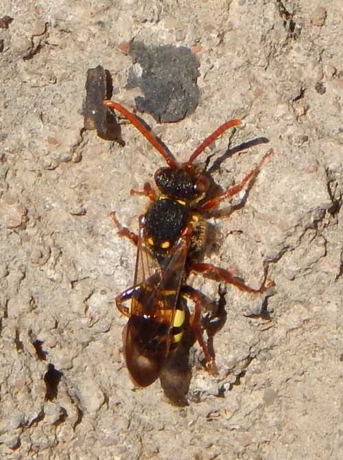 Marsham's nomad bee