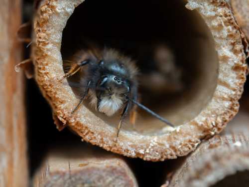 European orchard mason bee, Osmia cornuta. European orchard mason bee, Osmia cornuta peeping out of a bee house.