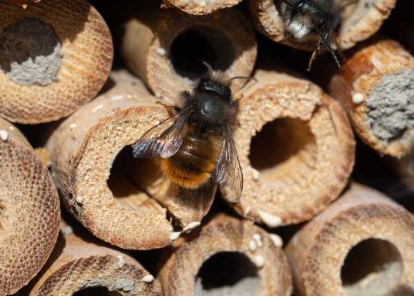 mason bees at a bee house showing a female and some  nest cells sealed with mud