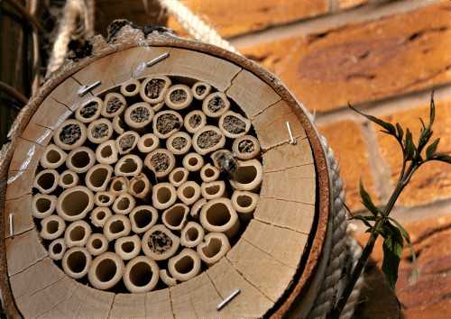 mason bee house in log