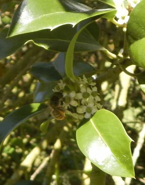 It's a red mason bee foraging on these holly flowers - honest! It's a red mason bee foraging on these holly flowers - honest!