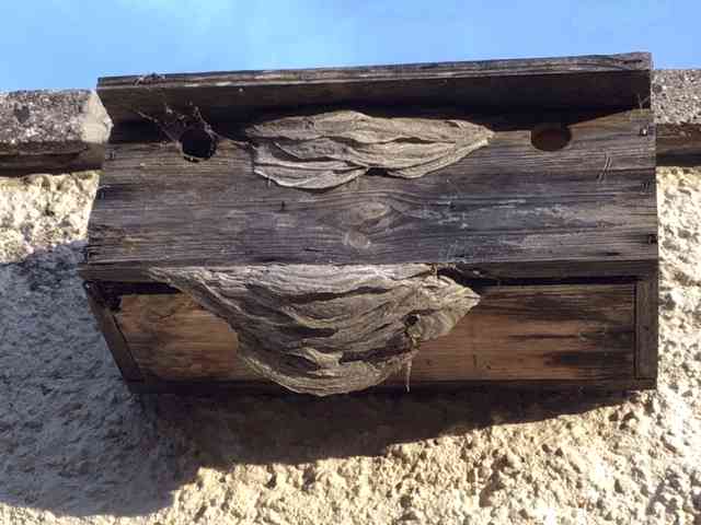 Nest van de Medenwesp <I>Dolichovespula media</I> in een oud vogelhuisje dat tegen een muur bevestigd is. Het nest s ingekapseld in het vogelhuisje met een deel van het wespennest dat uit het vogelhuisje steekt.