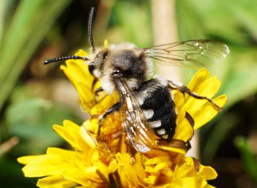 Square-spotted Mourning Bee, Melecta luctulosa Square-spotted Mourning Bee, Melecta luctulosa, foraging on a yellow flower, probably a dandelion or similar. This bee is mostly black with white markings on the outer edges of the abdomen and whitish grey thorax.