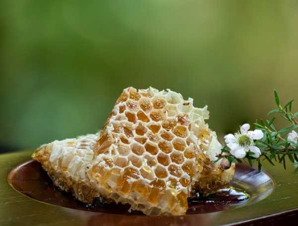 natural honey comb, atmospheric image