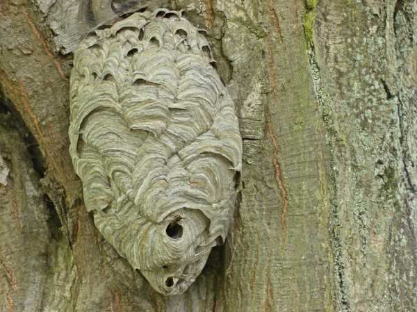 Nest of a Median wasp Dolichovespula media on a tree  Nest of a Median wasp Dolichovespula media on a tree