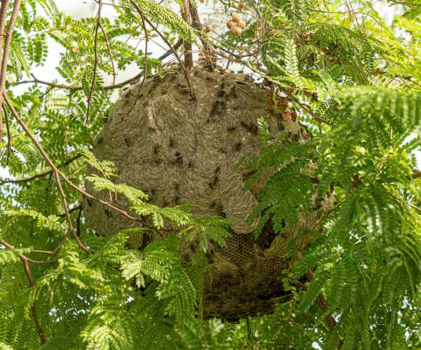 Nest of a honey post wasp species Huge, ball-shaped, greyish-brown aerial nest of a honey post wasp species, probably Brachygastra.  Hexagonal combs are visible, which have been constructed from plant matter.